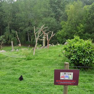 Sulawesi Crested Macaque Enclosure at CERZA, 10/06/18