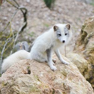 Polar Bear/Arctic Fox Complex at CERZA, 10/06/18