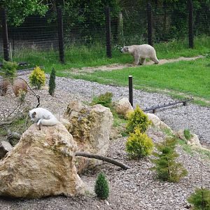 Polar Bear/Arctic Fox Complex at CERZA, 10/06/18