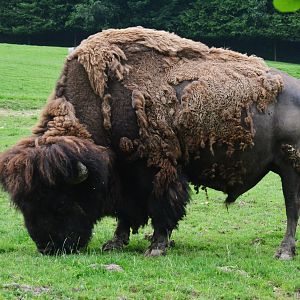 American Bison at CERZA, 10/06/18