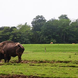 American Bison, with Deer Paddock Behind at CERZA, 10/06/18