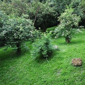Cheetah Paddock at CERZA, 10/06/18