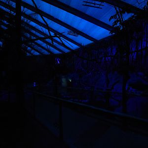 Nocturama - Lowland paca enclosure