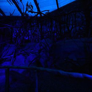 Nocturama - Crab-eating raccoon enclosure