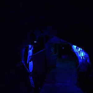 Nocturama - Bat tunnel