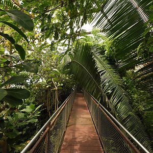 Jungle trek - Bridge