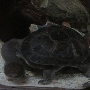 siebenrock´s snake headed turtle