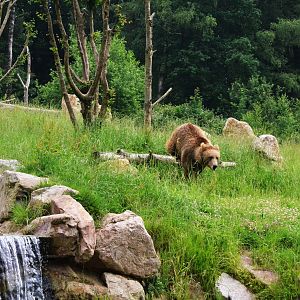 Brown Bear Incoming at CERZA, 10/06/18