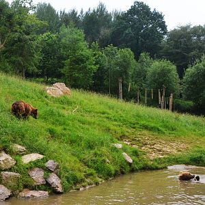 Brown Bear Enclosure at CERZA, 10/06/18