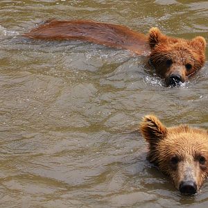 European Brown Bears at CERZA, 10/06/18