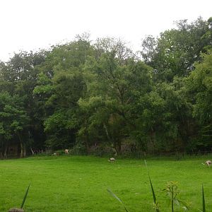 South American Paddock at CERZA, 10/06/18