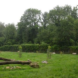 White Tiger Enclosure at CERZA, 10/06/18