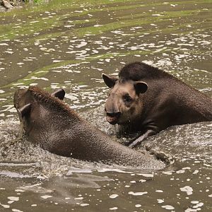 Brazilian Tapirs at CERZA, 10/06/18