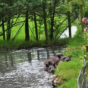 Tapir Viewing at CERZA, 10/06/18