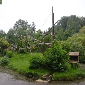 Lar Gibbon Island at CERZA, 10/06/18