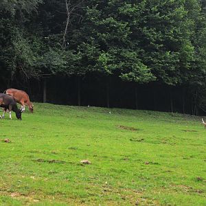 Banteng and Persian Fallow Deer at CERZA, 10/06/18