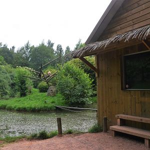 Lar Gibbon Island at CERZA, 10/06/18