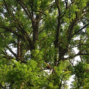Northern White-cheeked Gibbon at CERZA, 10/06/18