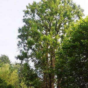 White-cheeked Gibbon Enclosure at CERZA, 10/06/18