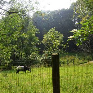 Malayan Tapir Paddock at CERZA, 10/06/18