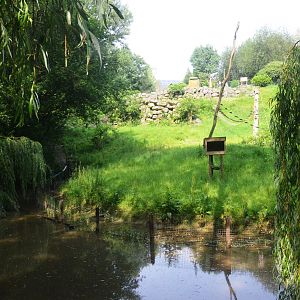 Sulawesi Crested Macaque Enclosure at CERZA, 10/06/18