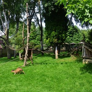 Red Panda and Muntjac Enclosure at CERZA, 10/06/18