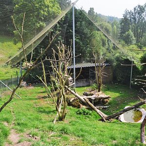 South American Aviary at CERZA, 10/06/18