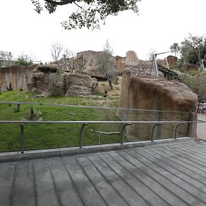 gelada ibex exhibit