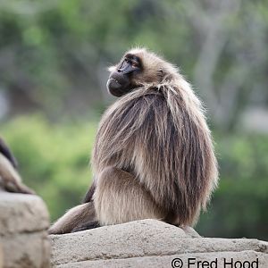 gelada