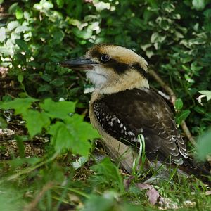 Young Kookaburra