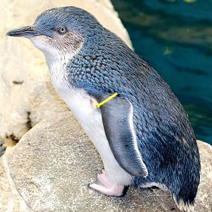 Little blue penguin; Weymouth; 23rd June 2018