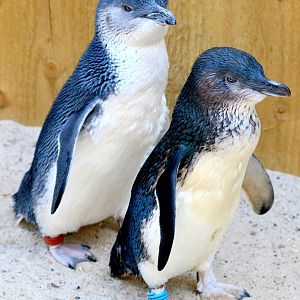 Little  blue penguins; Weymouth; 23rd June 2018