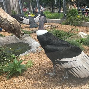 Female Andean Condor