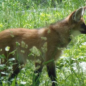 Maned Wolf Pup
