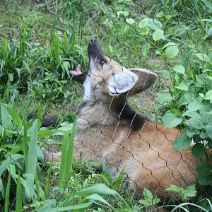 Maned Wolf Pup Yawning