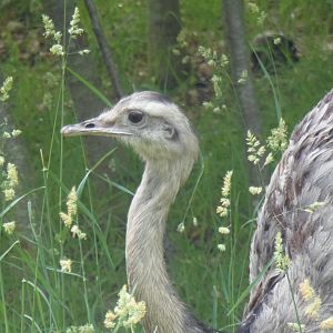 Greater Rhea