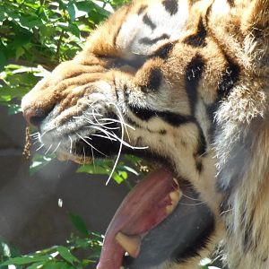 Tiger Flehmen Response
