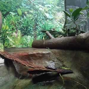 Yellow-Spotted Amazon River Turtle Exhibit