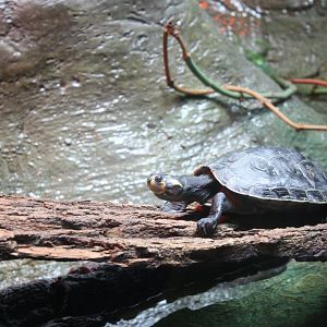 Yellow-Spotted Amazon River Turtle