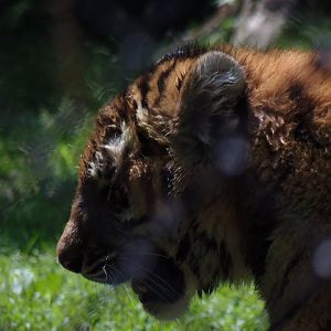 Amur Tiger Cub