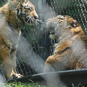 Amur Tiger Cubs Playing