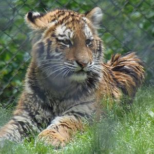 Amur Tiger Cub