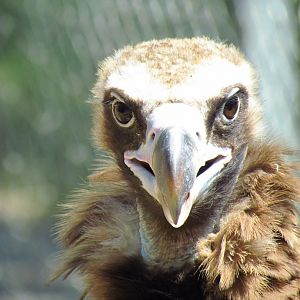Cinereous vulture