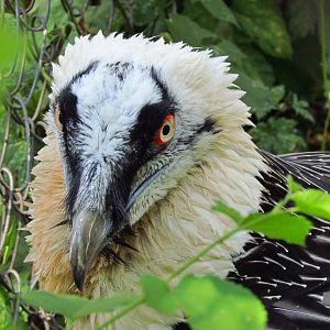Bearded vulture