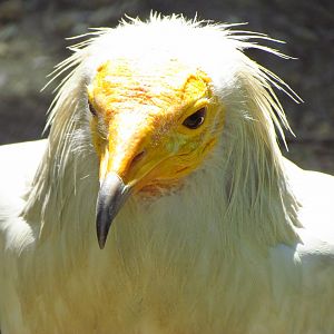 Egyptian vulture