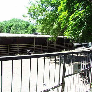 Water buffalo exhibit