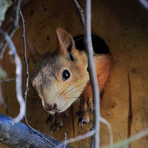 Free-roaming squirrel in birdhouse