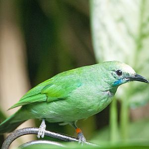 Golden-fronted leafbird (Chloropsis aurifrons)