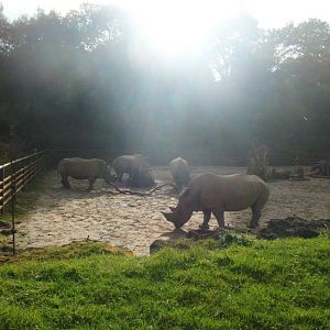 Rhino Herd