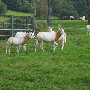 Oryx Herd
